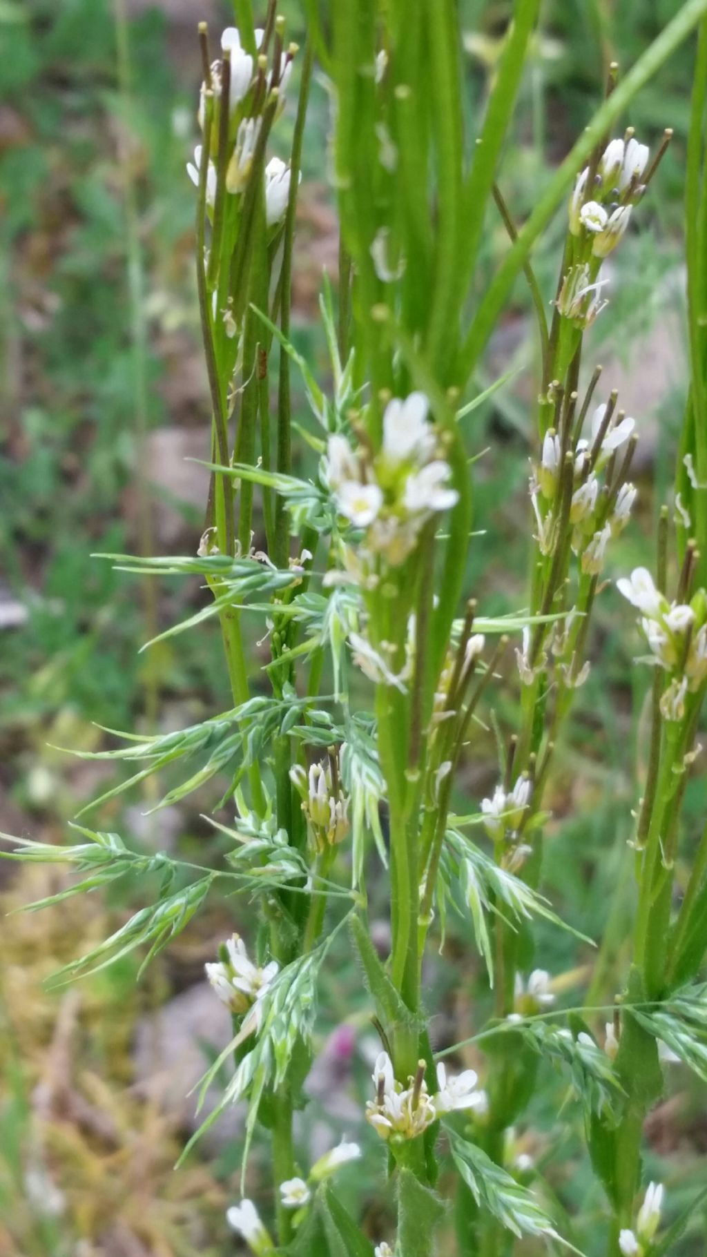 Arabis sagittata / Arabetta saettata